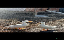 Ducks poultry for sale: 2 Male Aylesbury ducks  - Image 1