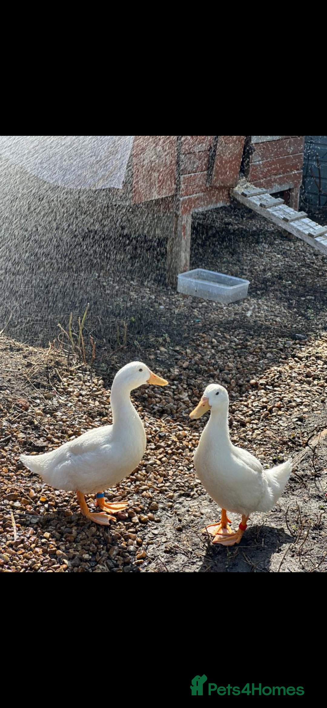 Ducks poultry for sale: 2 Male Aylesbury ducks  - Image 1