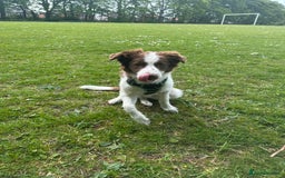 Border Collie dogs for sale: KC Reg Red Border Collie - Image 18