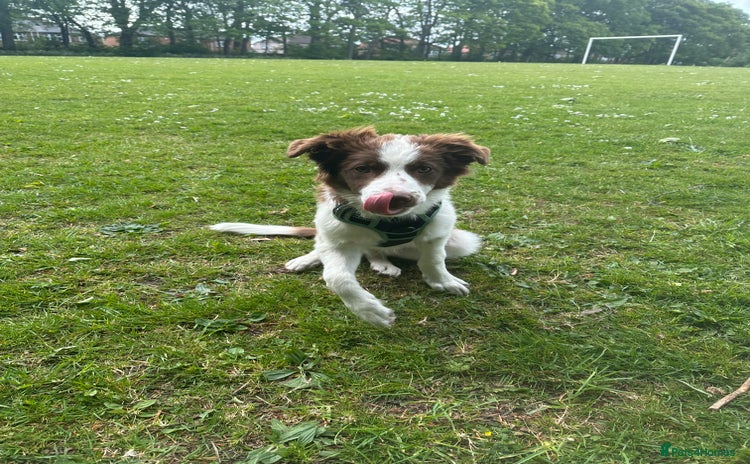 Border Collie dogs - Advert 7