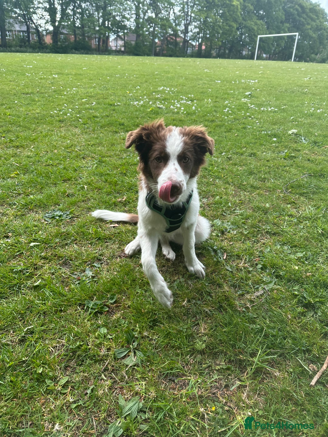 Border Collie dogs for sale: KC Reg Red Border Collie - Image 18