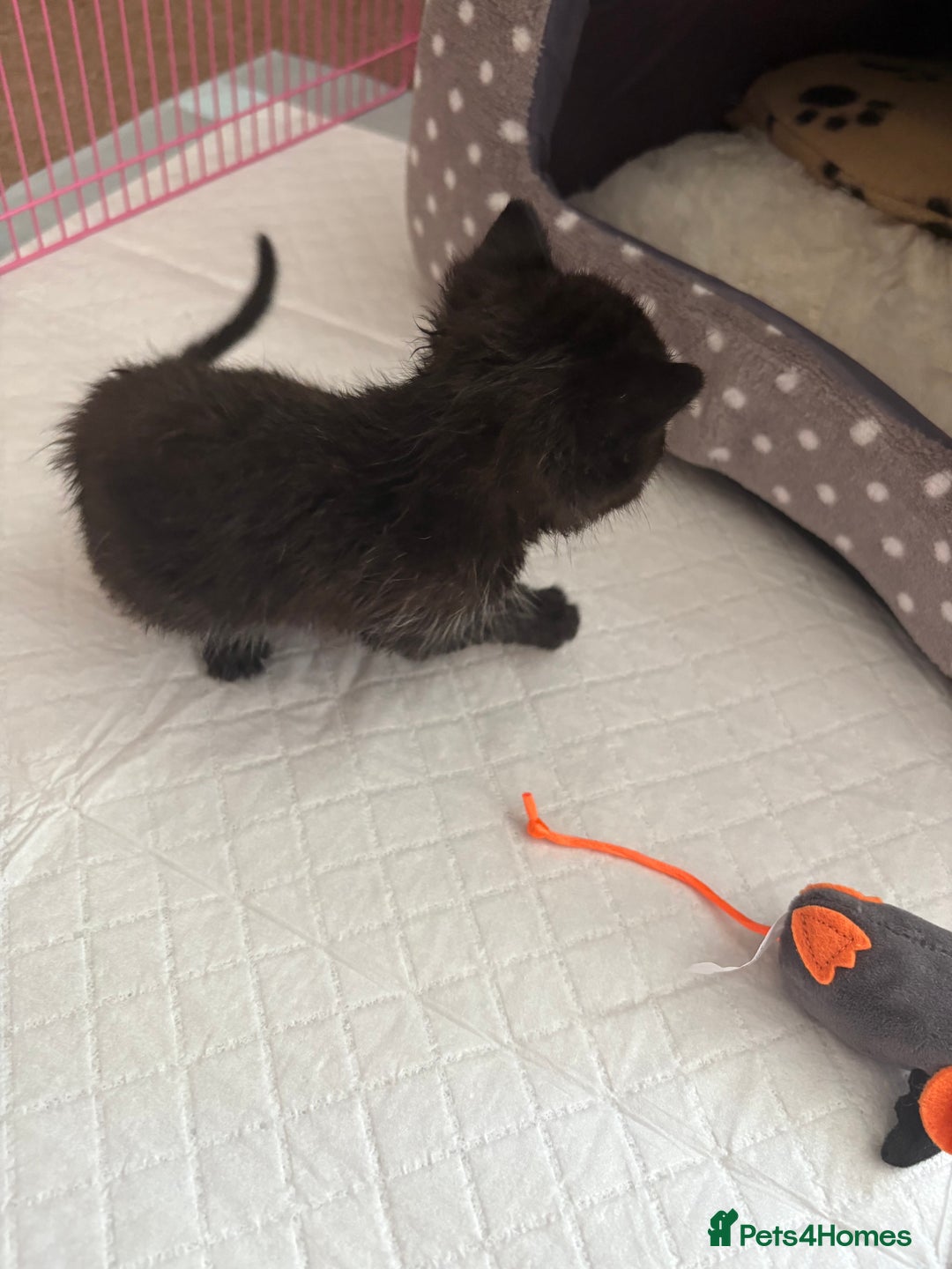 Domestic Shorthair cats for sale: Two kittens  - Image 5