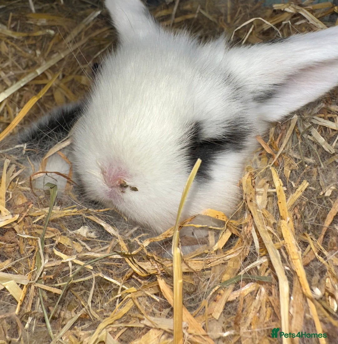 Mini Lop rabbits for sale: Pure breed Minilop babies  - Image 4