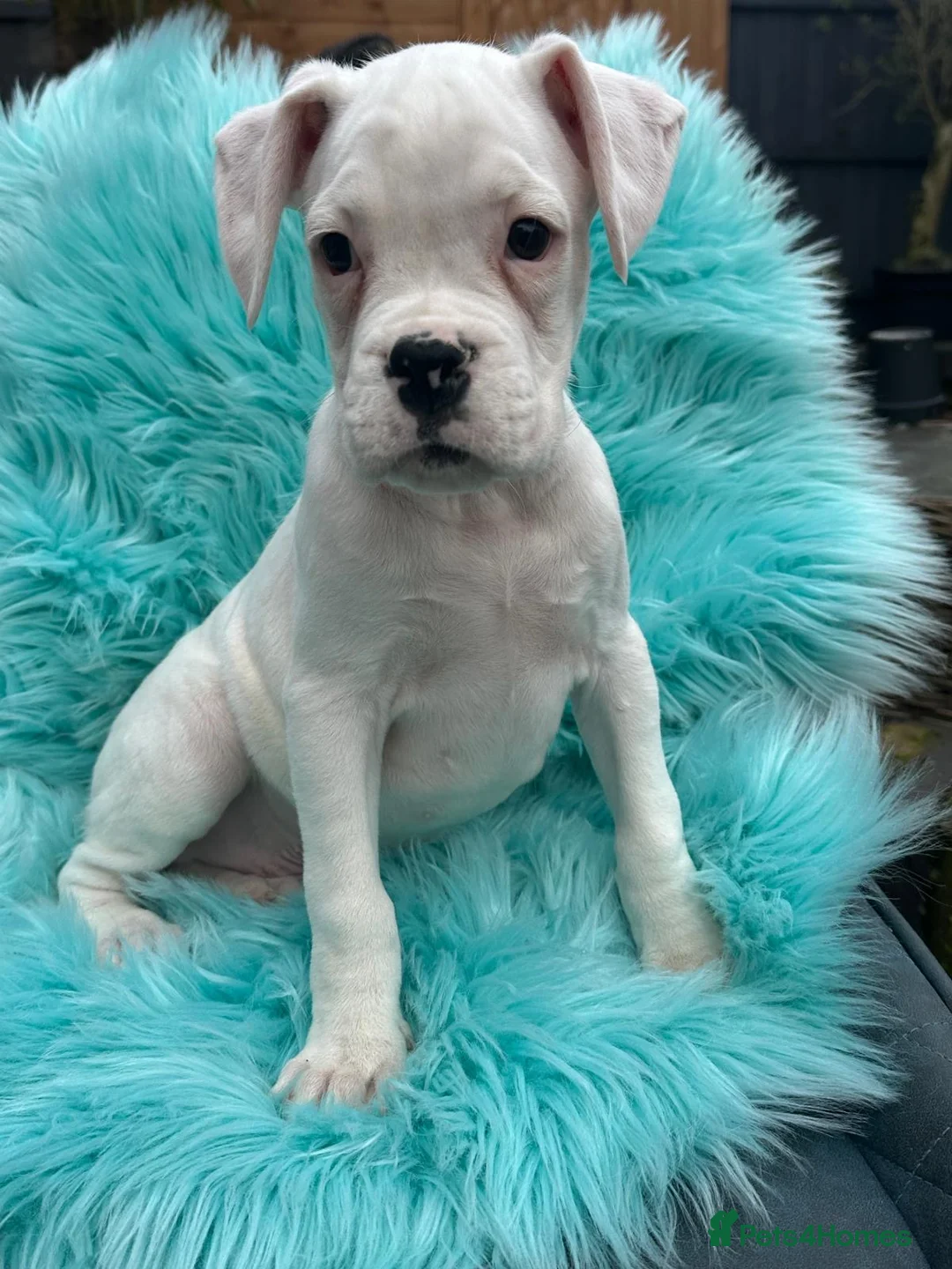 Boxer dogs for sale: Kc registered boxers - Advert 7