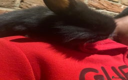 Dwarf Lop rabbits for sale: Dwraf Buinnes for Sale  - Advert 18