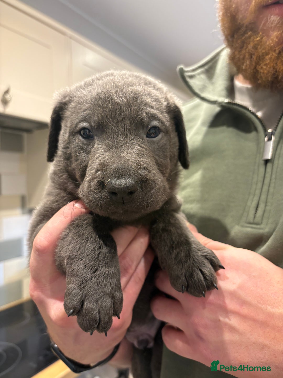 Labrador Retriever dogs for sale: Charcoal/silver Labrador puppies  - Advert 14