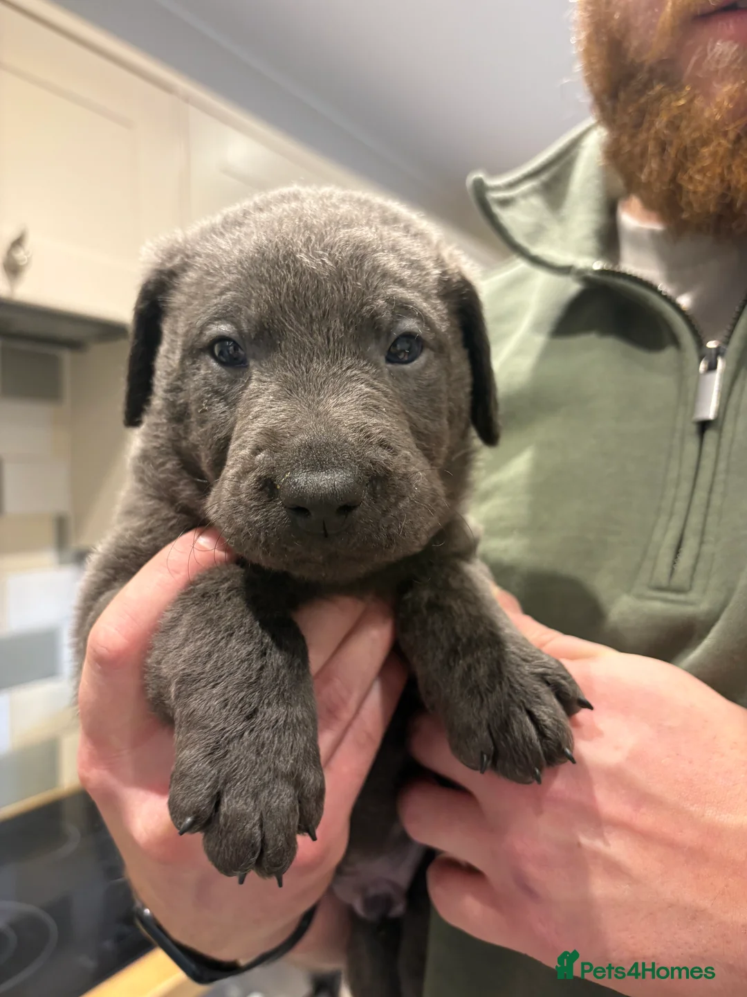 Labrador Retriever dogs for sale: Charcoal/silver Labrador puppies  - Advert 14