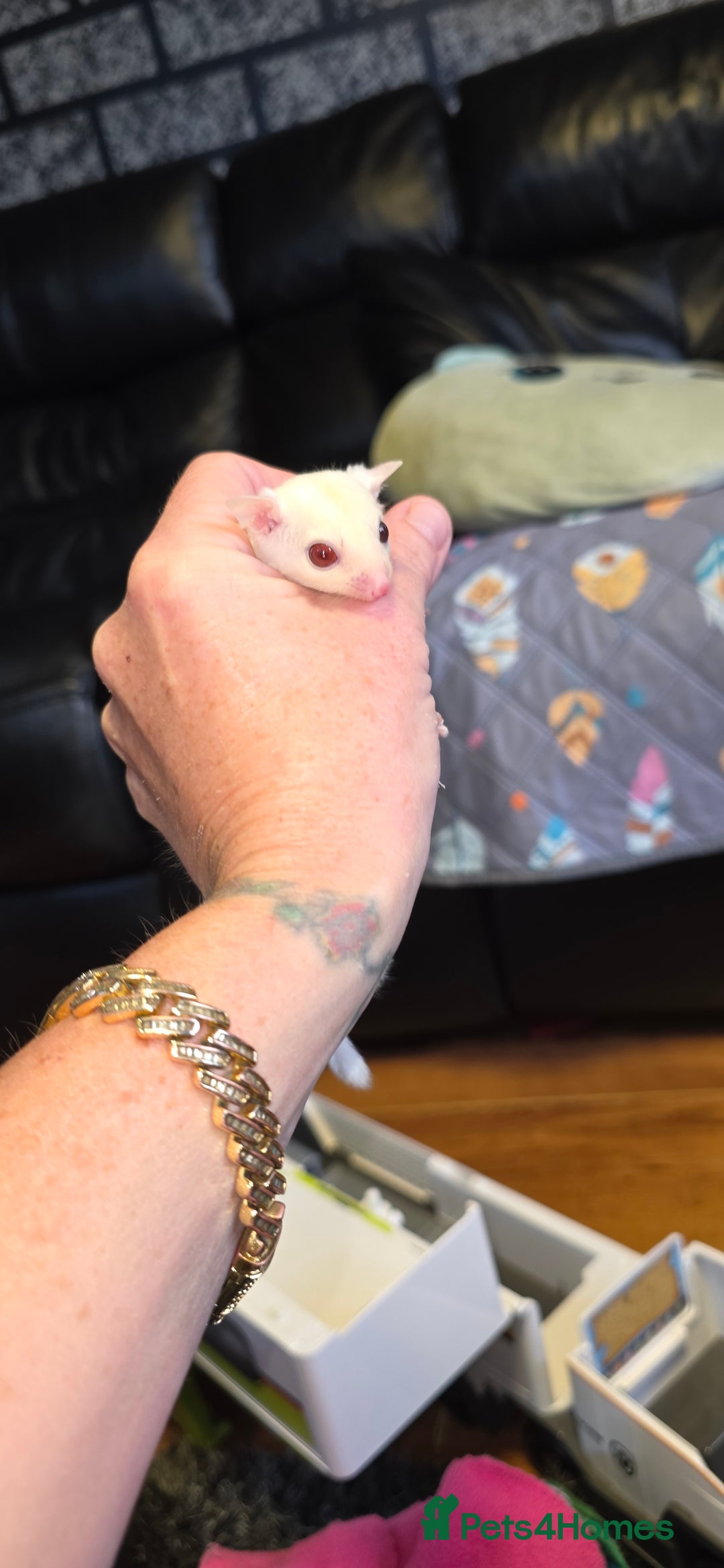 Sugar Glider rodents for sale: SOLD Rare male ruby leu sugar glider - Image 4