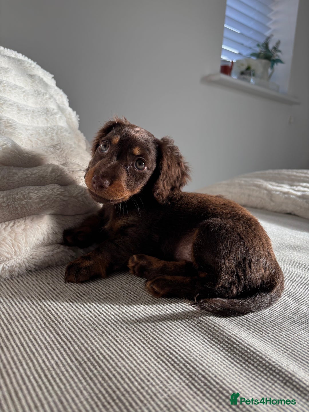 Miniature Dachshund dogs for sale: Long-haired Miniature dachshund puppy - Advert 1