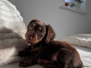 Miniature Dachshund dogs Long-haired Miniature dachshund puppy - Advert 10