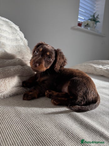 Miniature Dachshund dogs Long-haired Miniature dachshund puppy - Advert 2