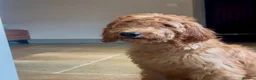Goldendoodle dogs for sale: Irishdoodle Girls Need Their New homes  - Advert 3