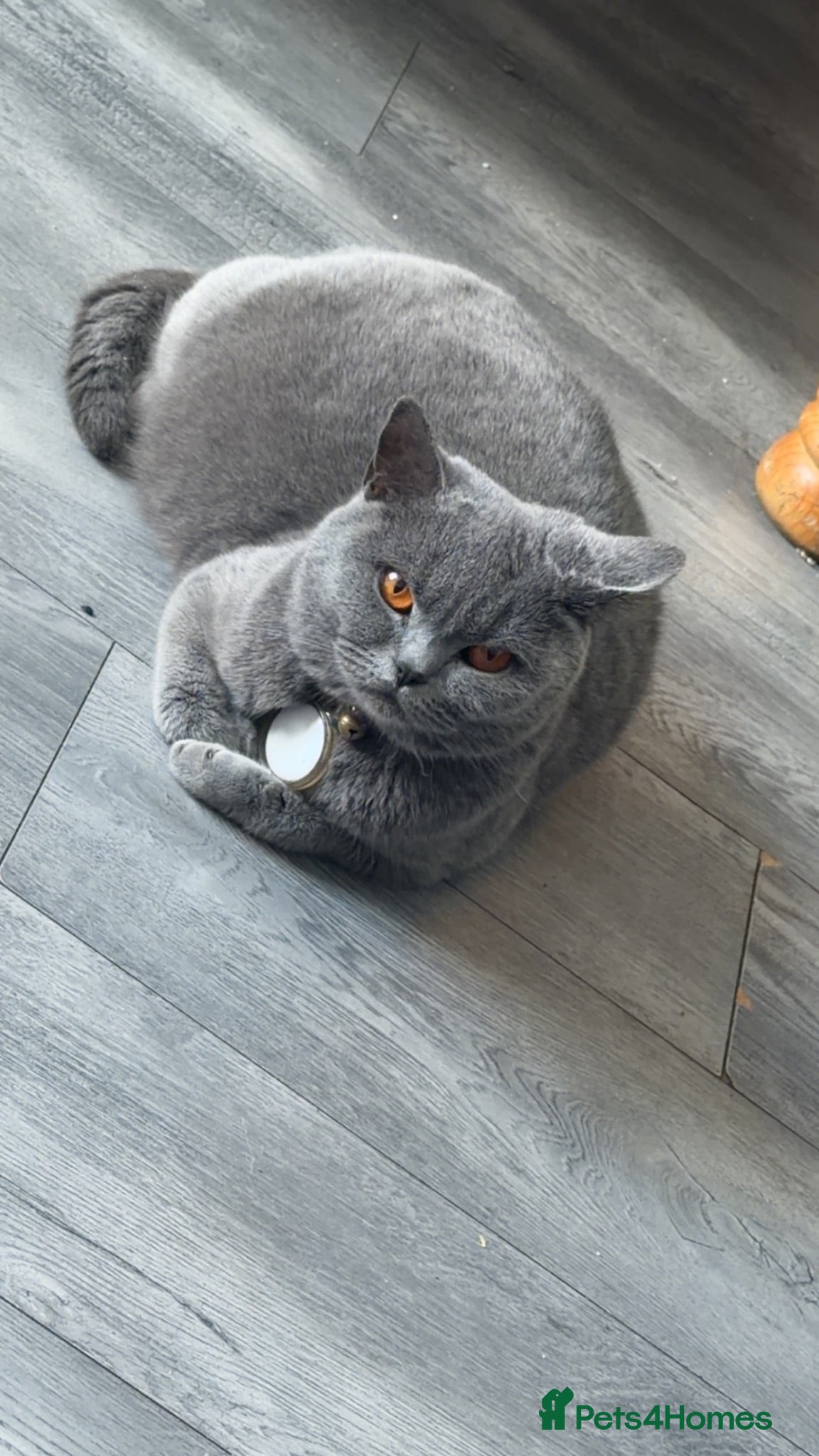 British Shorthair cats British shorthair cross breed kittens  - Advert 21