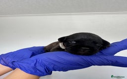 Mixed Breed dogs for sale: 8 Frenchies/cockapoo puppies for sale  - Image 6