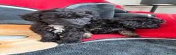 Poochon dogs for sale: Bichon x poodle  - Advert 16