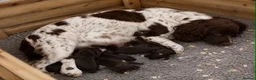 Cocker Spaniel dogs for sale: Beautiful Merle Cocker Spaniel puppies - Advert 4