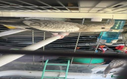 Cockatiels birds for sale: Baby cockatiel for sale mixed prices  - Image 26