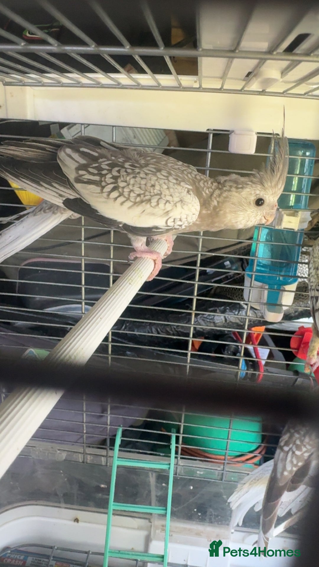 Cockatiels birds for sale: Baby cockatiel for sale mixed prices  - Image 26