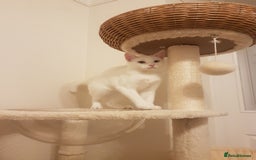 Mixed Breed cats for sale: Beautiful White Mixed Breed Boy - Image 1