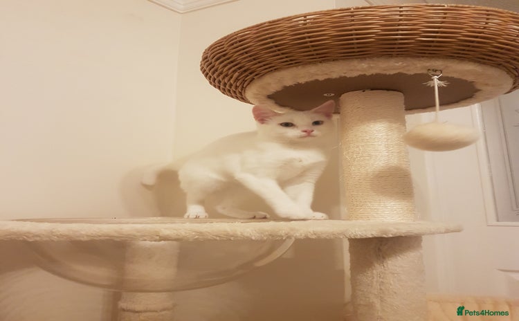 Mixed Breed cats - Advert 5