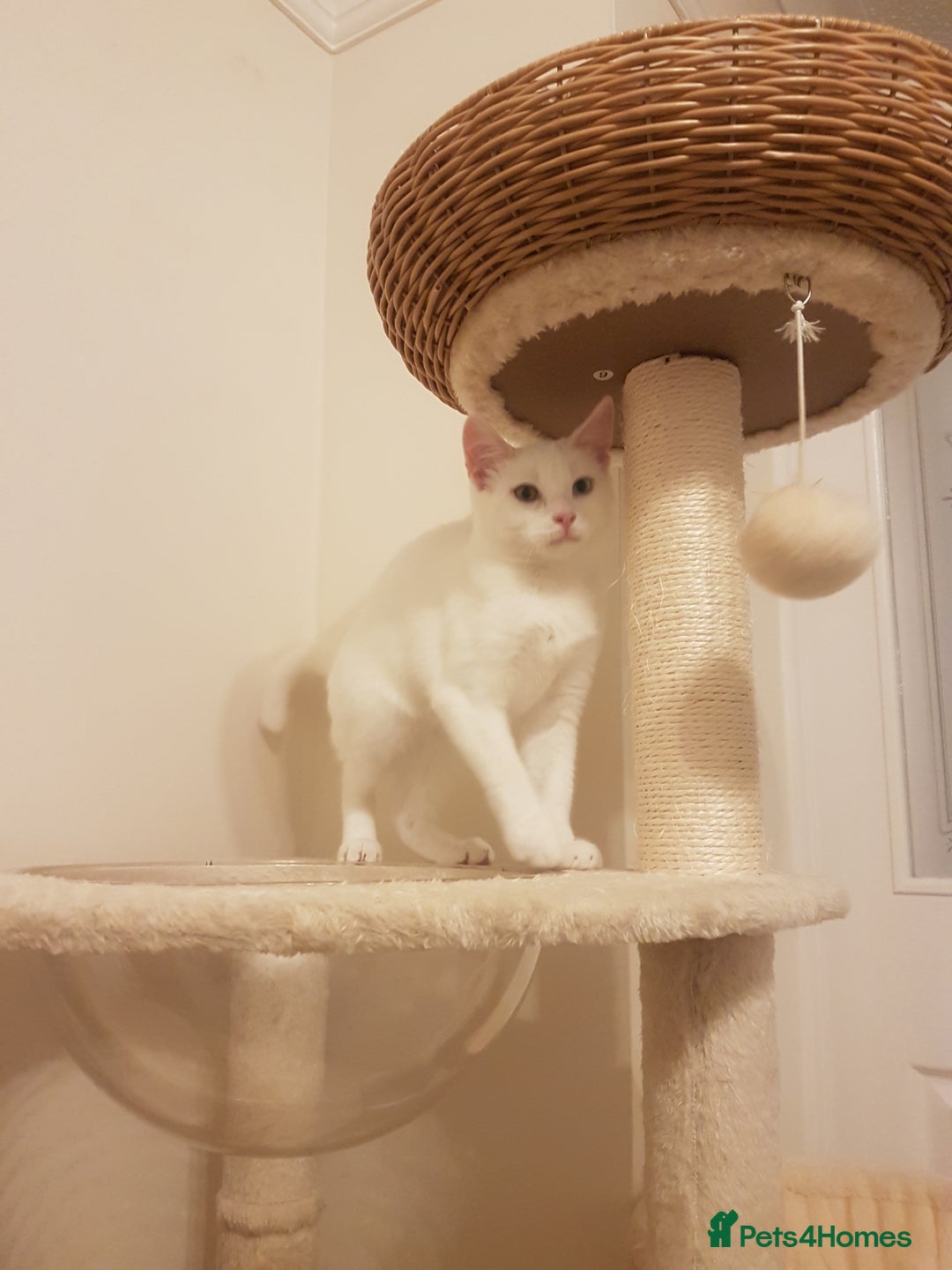 Mixed Breed cats for sale: Beautiful White Mixed Breed Boy - Image 1