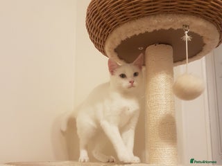 Mixed Breed cats for sale - Advert 1