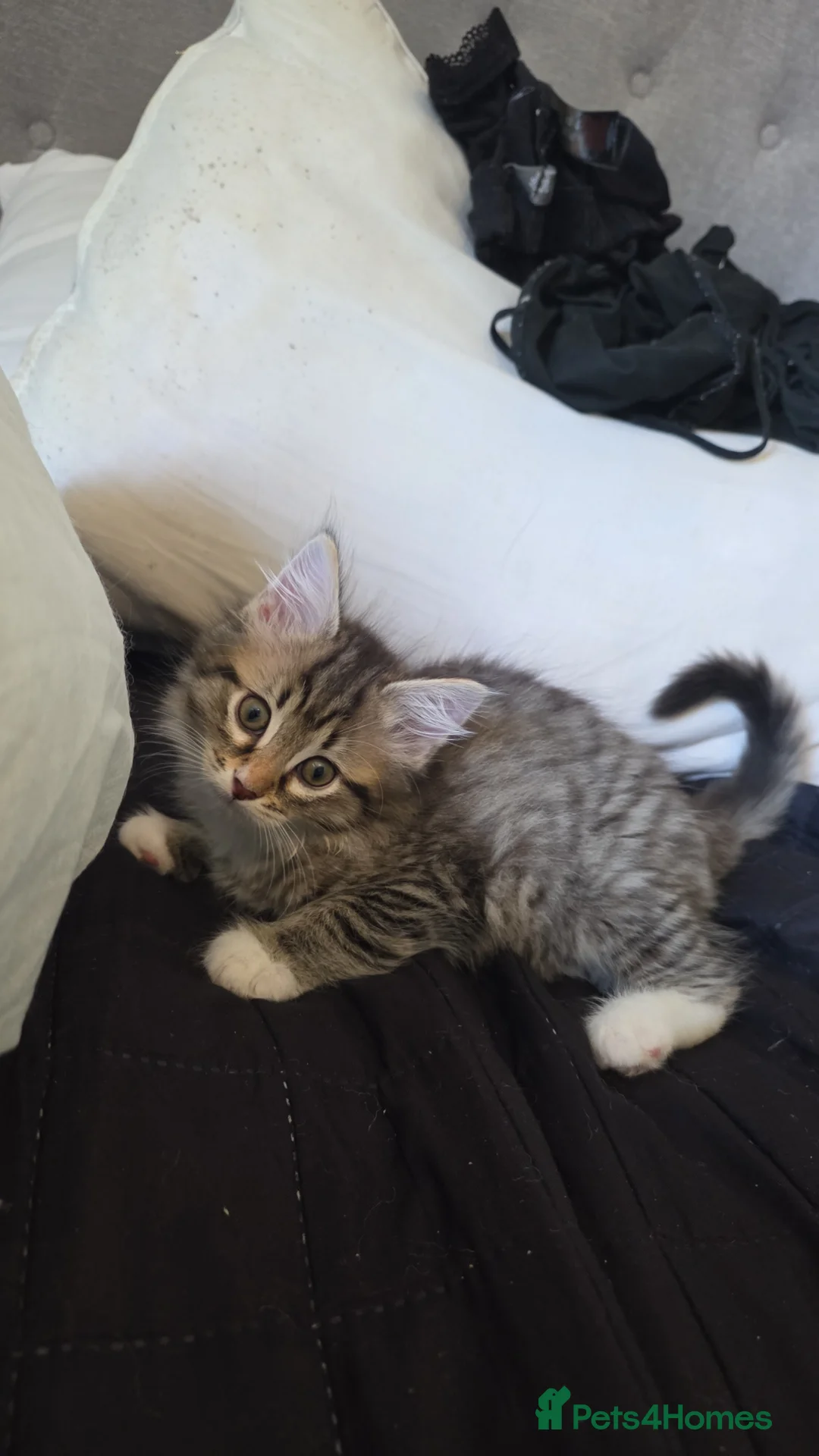 Mixed Breed cats for sale: Ragdoll x tabby kittens in Canterbury - Advert 6