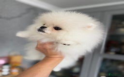 Pomeranian dogs for sale: Absolutely stunning optic white boys - Image 4