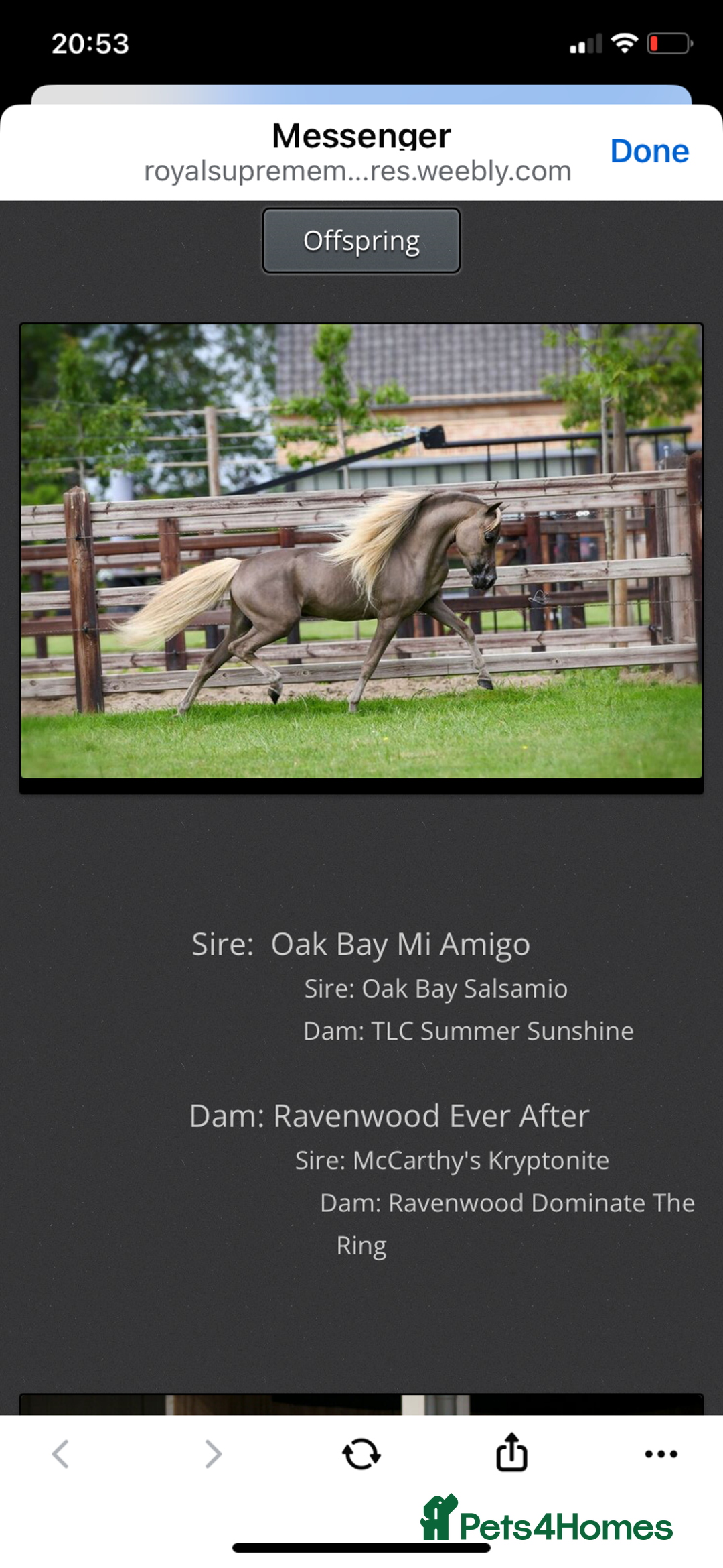 Miniature horses for sale: AMHA/AMHR SHOW STALLION  - Image 5