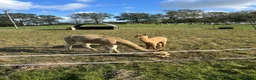 Alpaca livestock for sale: Beautiful female Alpaca female & nursing Cria in Billingshurst - Advert 5