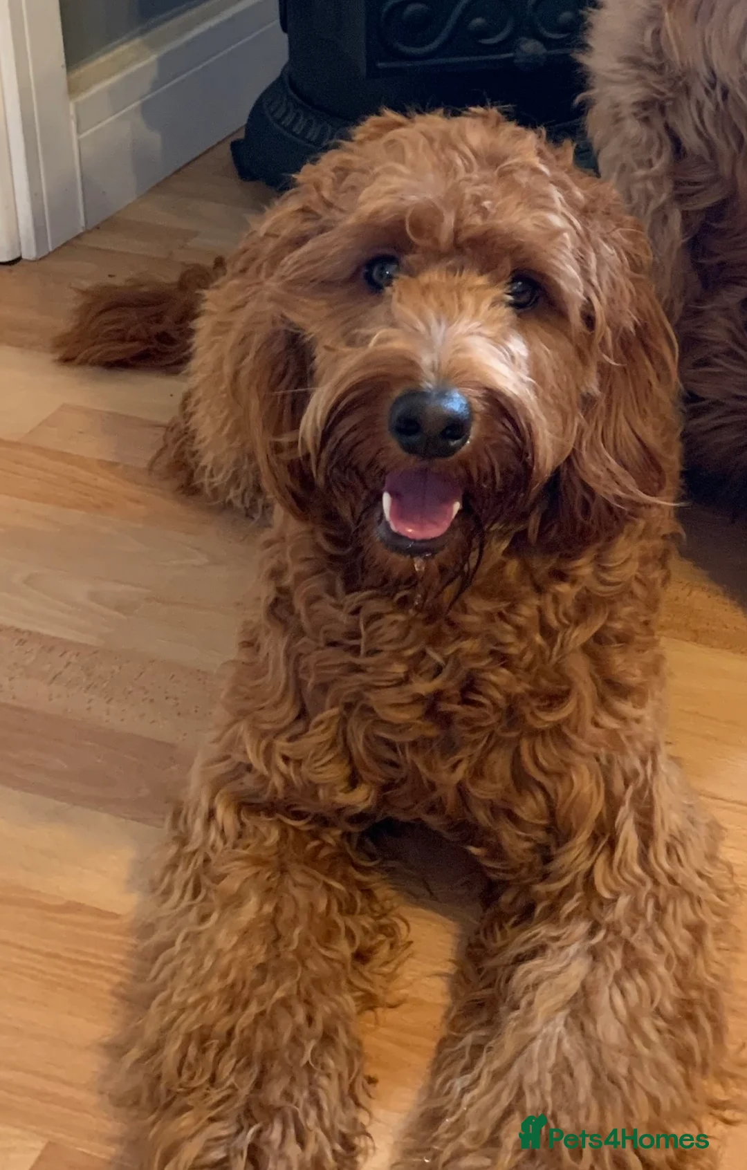 Irish Doodle dogs for stud: Gorgeous Deep Red Mini Irishdoodle for stud only in Totnes - Advert 7