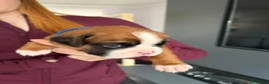 Boxer Puppy 3