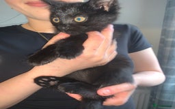 Domestic Shorthair cats for sale: domestic shorthair 26week - Image 3