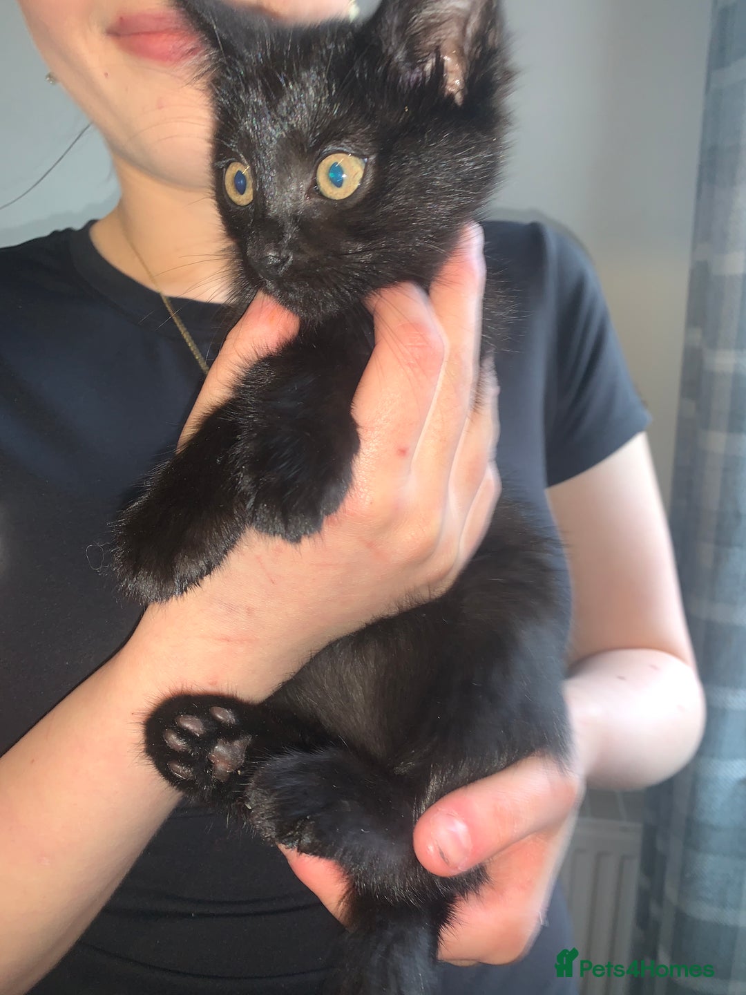 Domestic Shorthair cats for sale: domestic shorthair 26week - Image 3