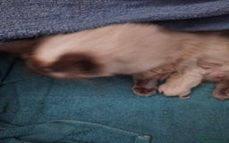 Ragdoll cats for sale: 3 loving ragdoĺls kittens for loving homes   - Image 5