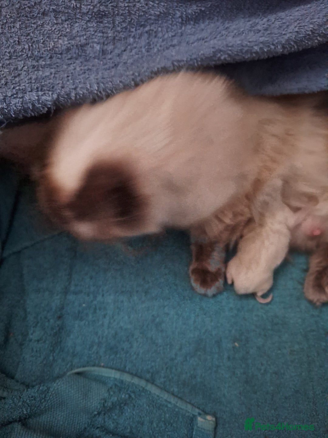 Ragdoll cats for sale: 3 loving ragdoĺls kittens for loving homes   - Image 5