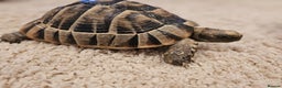 Tortoise reptiles for sale: Tortoises  - Advert 5