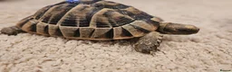 Tortoise reptiles for sale: Tortoises  - Advert 5