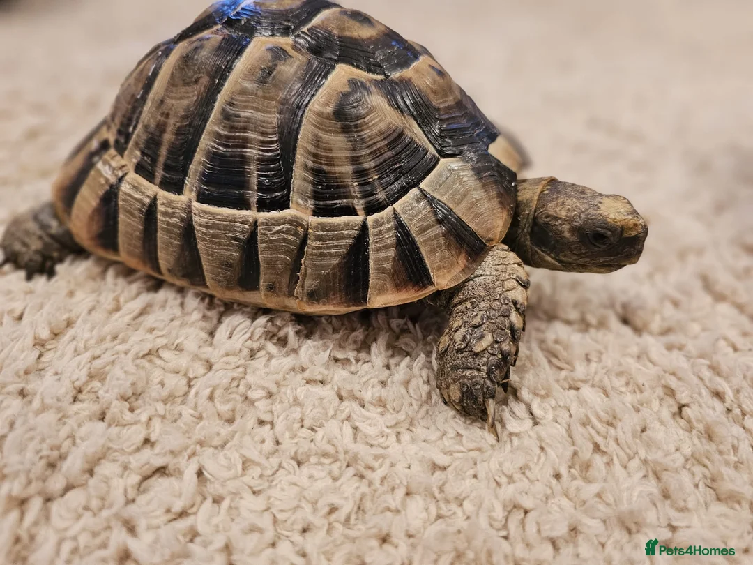 Tortoise reptiles for sale: Tortoises  - Advert 5