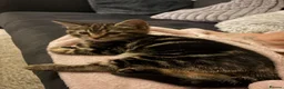 Mixed Breed cats for sale: 12 week old female kitten mixed breed in Alfreton - Advert 7
