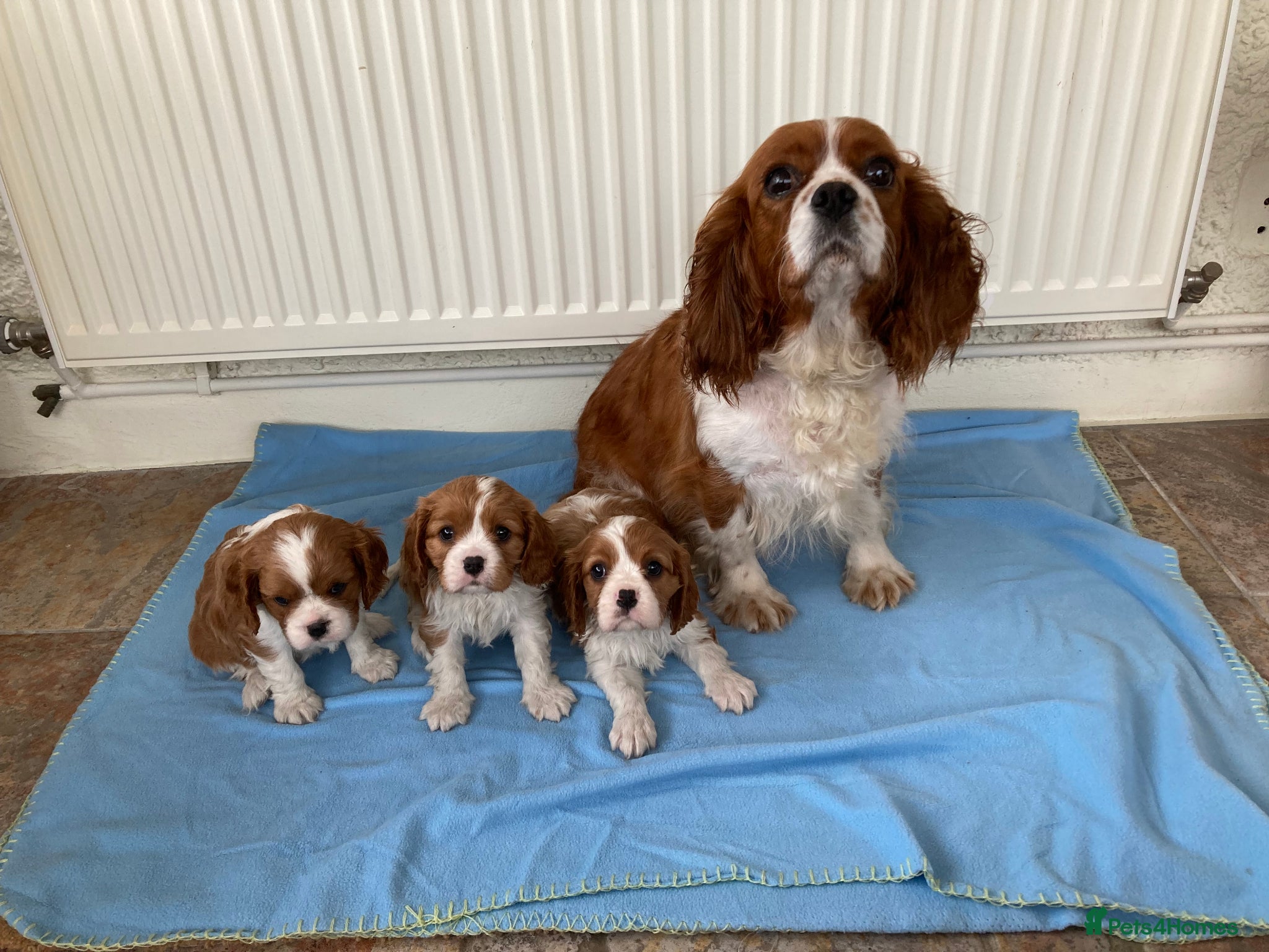 Cavalier King Charles Spaniel dogs for sale: Super KC blenheim pups from health tested parents - Advert 1