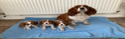 Cavalier King Charles Spaniel dogs for sale: Super KC blenheim pups from health tested parents - Advert 1