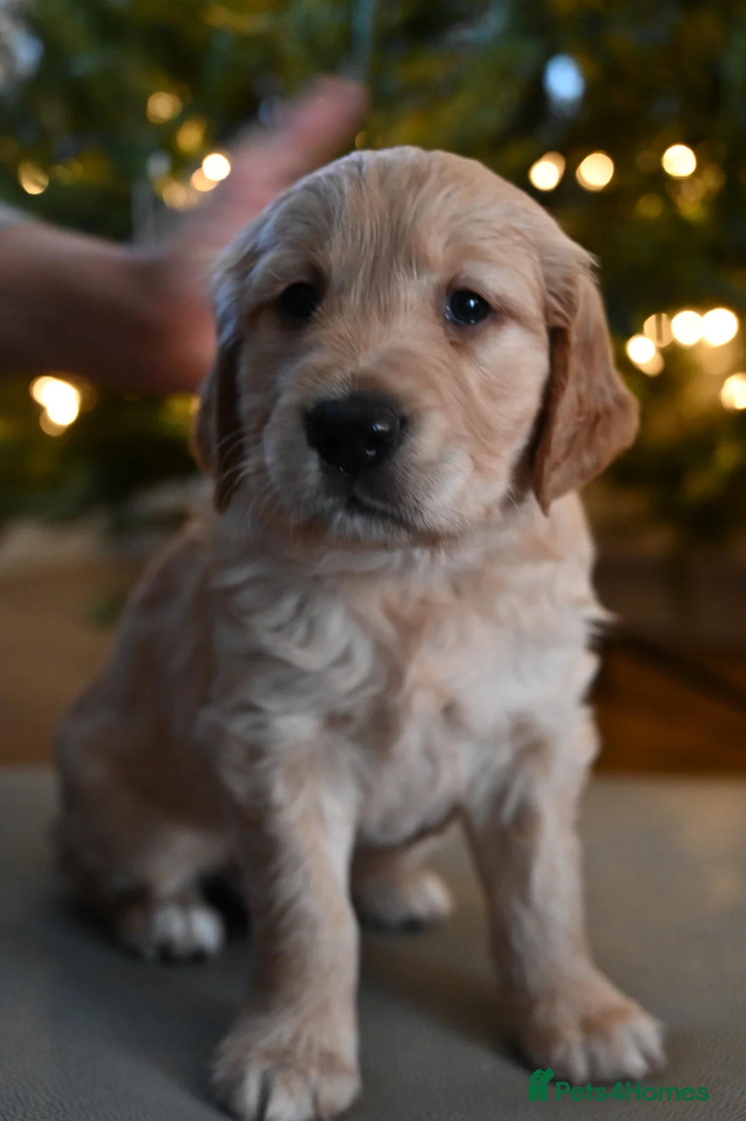 Golden Retriever dogs for sale: Golden Retriever pups for sale - Advert 28