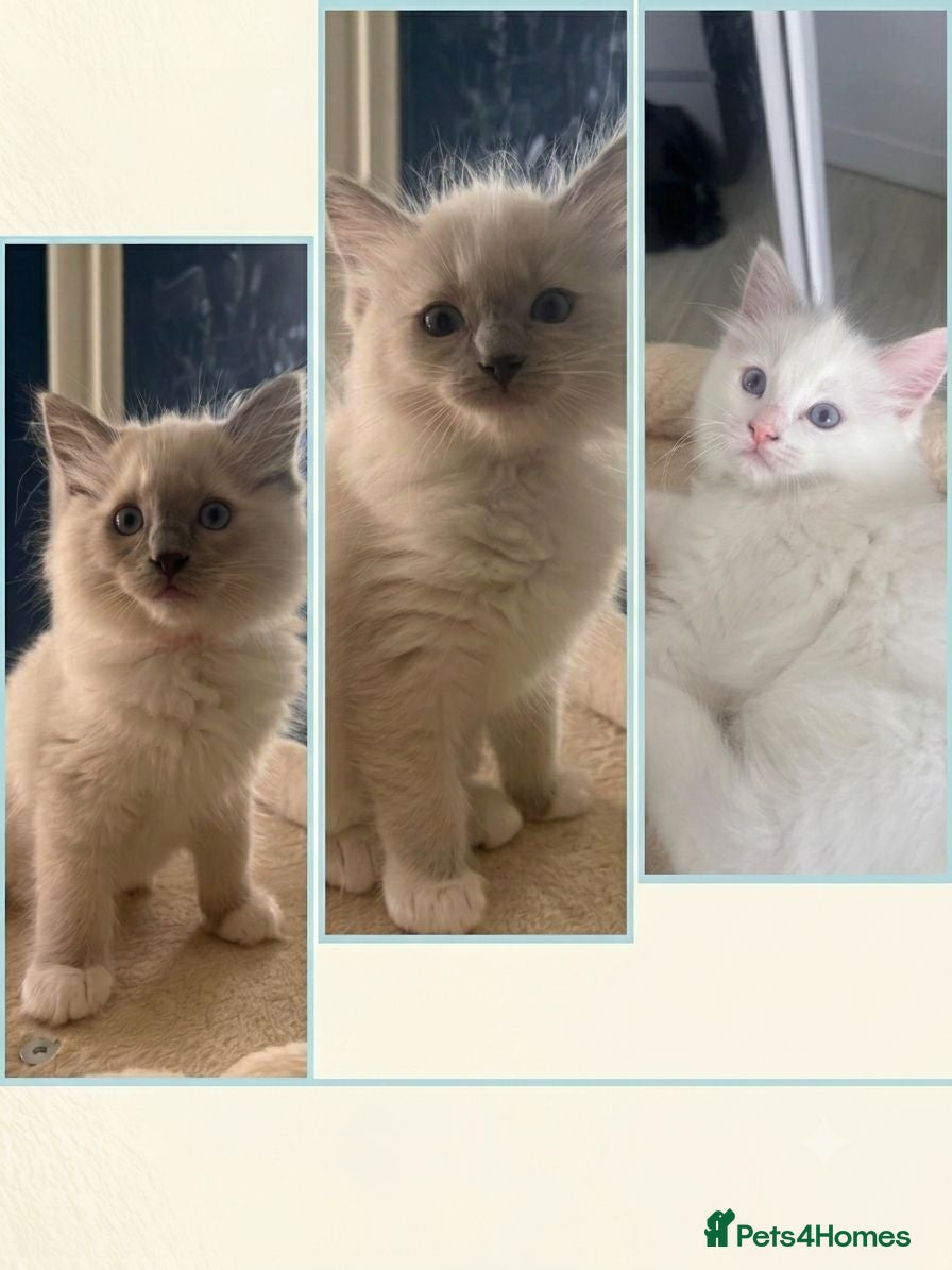 Ragdoll cats Gorgeous Ragdoll kittens for sale - Advert 1