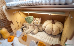 Bengal cats for sale: Pure Snow Bengals-TICA champions pedigree-Stunning - Image 9