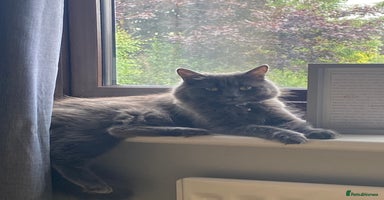 Mixed Breed cats - Advert 15