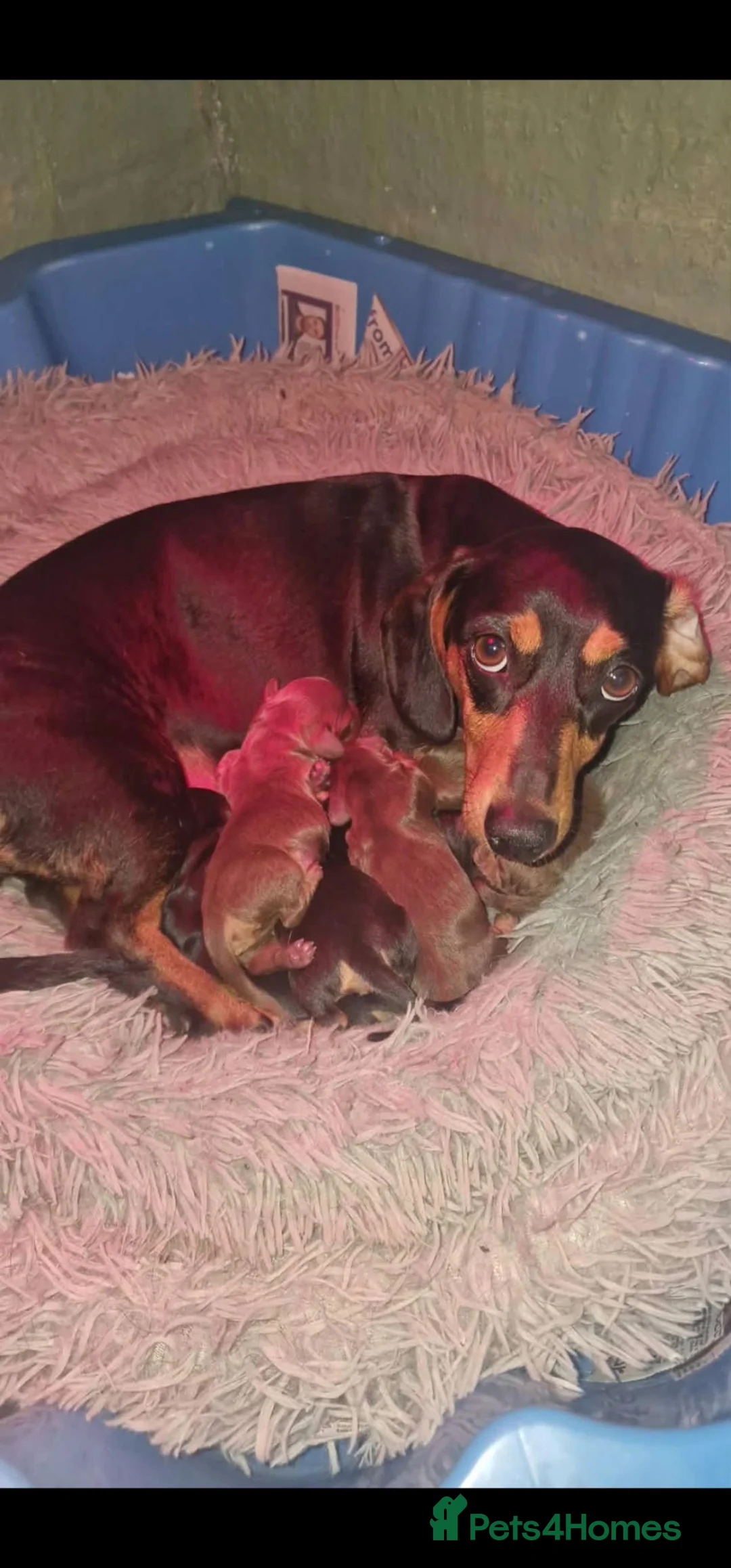 Miniature Dachshund dogs for sale: 2 adorable Miniature dachshund  - Advert 1