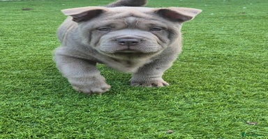 Mixed Breed dogs - Advert 2