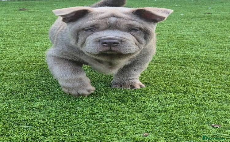 Mixed Breed dogs - Advert 5