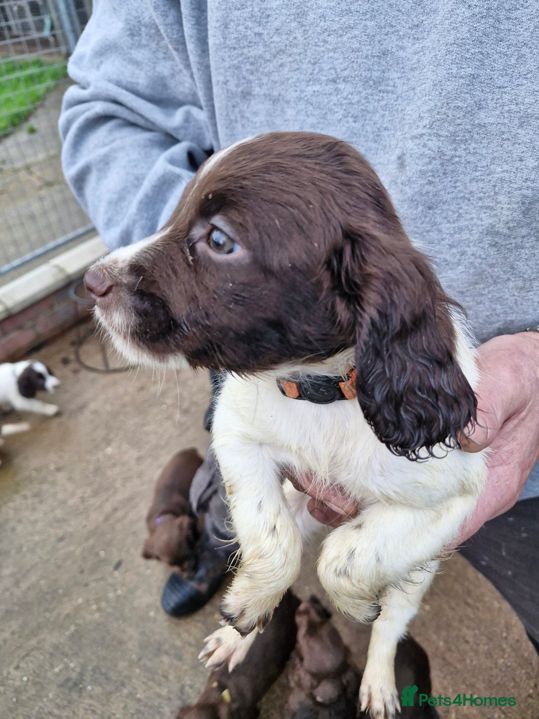 Sprocker dogs for sale: 9 lovely sprocker spaniel puppies for sale - Advert 18